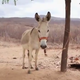 Image for article titled The World's First Beekeeping Donkey Is Sort of Adorable